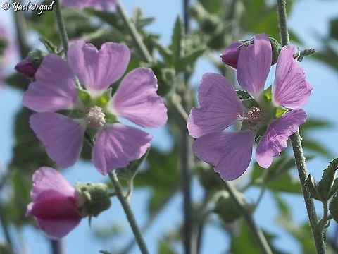 Malva unguiculata  Bryony-leaved Tree-Mallow,Geotagged,Israel,Malva unguiculata,Spring
