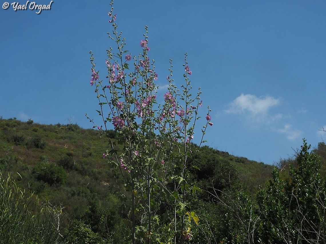Malva unguiculata  Bryony-leaved Tree-Mallow,Geotagged,Israel,Malva unguiculata,Spring