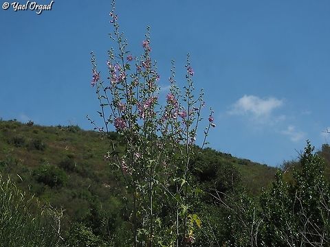 Malva unguiculata  Bryony-leaved Tree-Mallow,Geotagged,Israel,Malva unguiculata,Spring