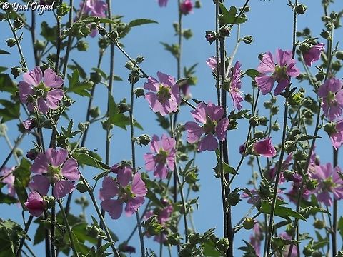 Malva unguiculata  Bryony-leaved Tree-Mallow,Geotagged,Israel,Malva unguiculata,Spring