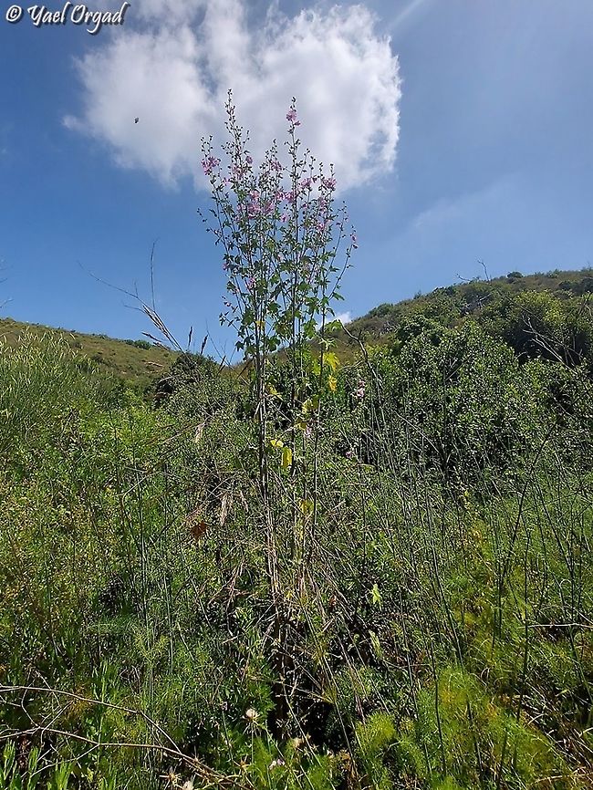 Malva unguiculata Lavatera bryoniifolia Bryony-leaved Tree-Mallow,Geotagged,Israel,Lavatera bryoniifolia,Malva unguiculata,Spring
