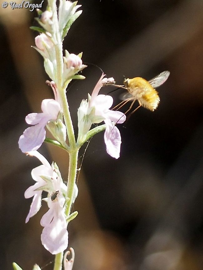 a fly from the Bombyliidae on Teucrium creticum  Bombyliidae,Geotagged,Israel,Spring,Teucrium creticum