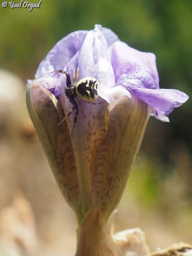 Synema globosum on Iris mesopotamica its common hebrew name is something like &quot;Cedar spider&quot;, because of the lovely Cedar tree shape on its back.  Geotagged,Israel,Spring,Synema globosum