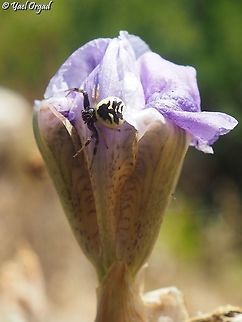 Synema globosum on Iris mesopotamica its common hebrew name is something like "Cedar spider", because of the lovely Cedar tree shape on its back.  Geotagged,Israel,Spring,Synema globosum