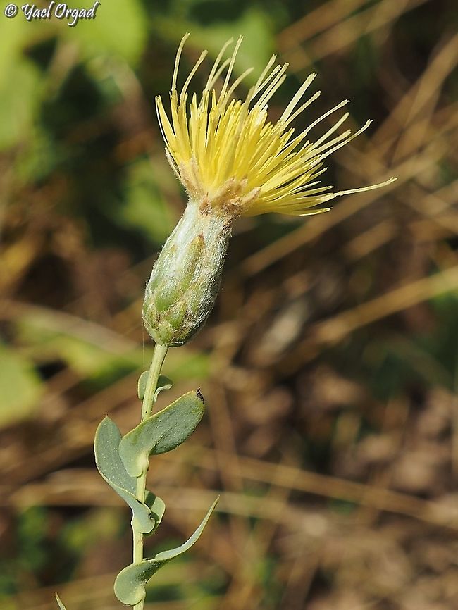 Klasea cerinthifolia a late-spring flower. I knew it as Serratula cerinthifolia...  Geotagged,Israel,Klasea cerinthifolia,Spring