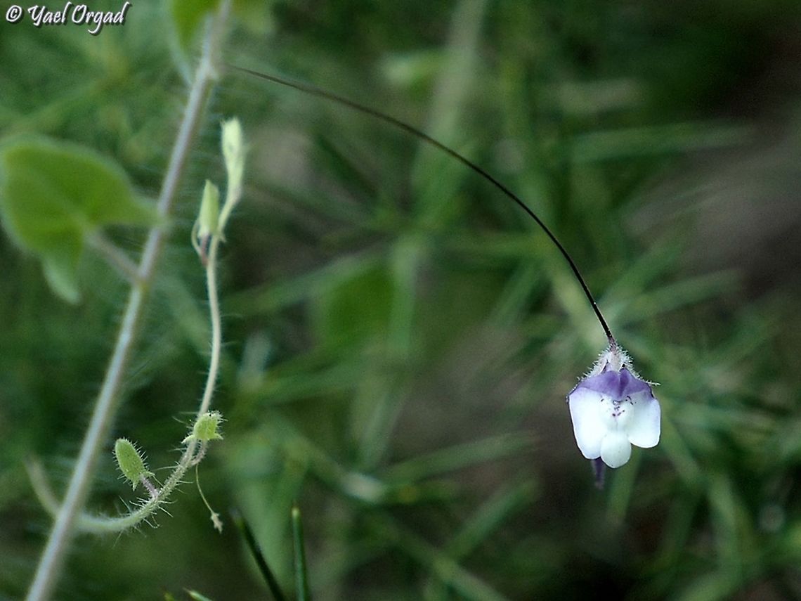 Kickxia cirrhosa  Geotagged,Israel,Kickxia cirrhosa,Spring