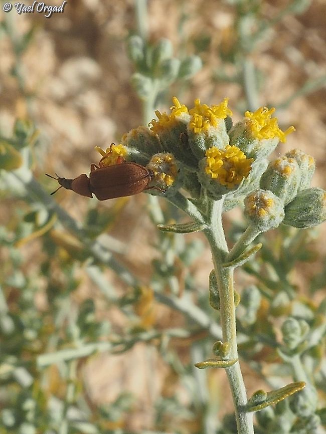 Melyris rostrata on Achillea falcata  Achillea falcata,Israel,Melyris rostrata