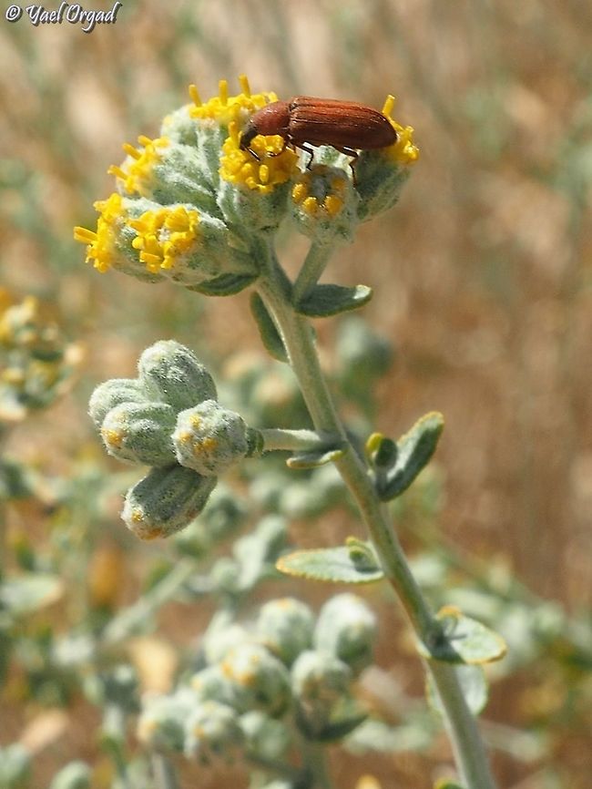Melyris rostrata on Achillea falcata  Achillea falcata,Geotagged,Melyris rostrata,Spring