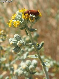 Melyris rostrata on Achillea falcata  Achillea falcata,Geotagged,Melyris rostrata,Spring
