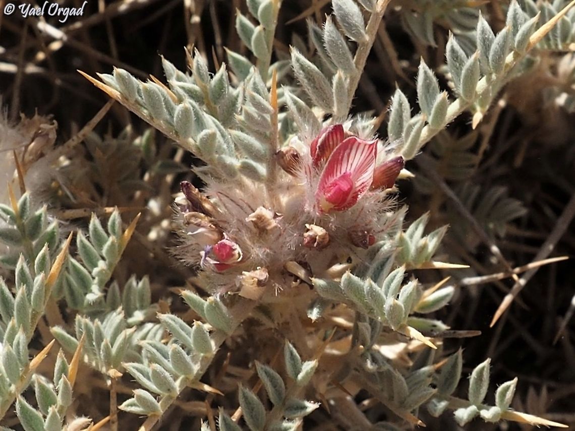 Astragalus bethlehemiticus  Astragalus bethlehemiticus,Bethlehem Milk-Vetch,Geotagged,Spring