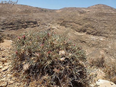 Astragalus bethlehemiticus overlooking Arugot gorge  Astragalus bethlehemiticus,Bethlehem Milk-Vetch