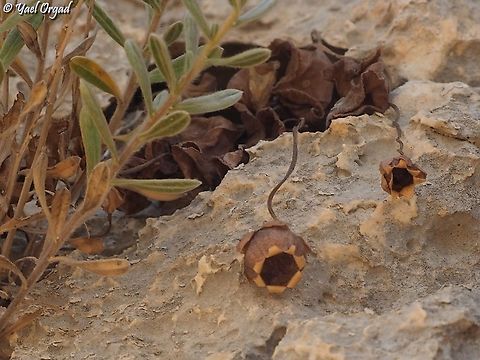 The Cyclamen's fruit I think it's beautiful! Cyclamen persicum,Geotagged,Persian cyclamen,Spring