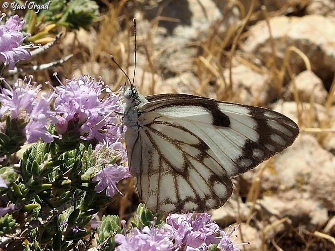 Anaphaeis aurota on Thymus capitatus  Belenois aurota,Geotagged,Pioneer white,Spring