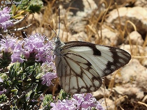 Anaphaeis aurota on Thymus capitatus  Belenois aurota,Geotagged,Pioneer white,Spring