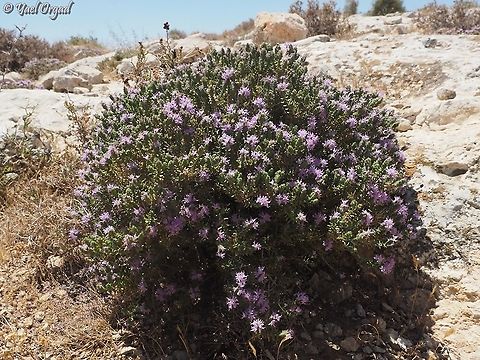 Thymus capitatus - regular violet variant  Thymus  capitatus,Thymus capitatus