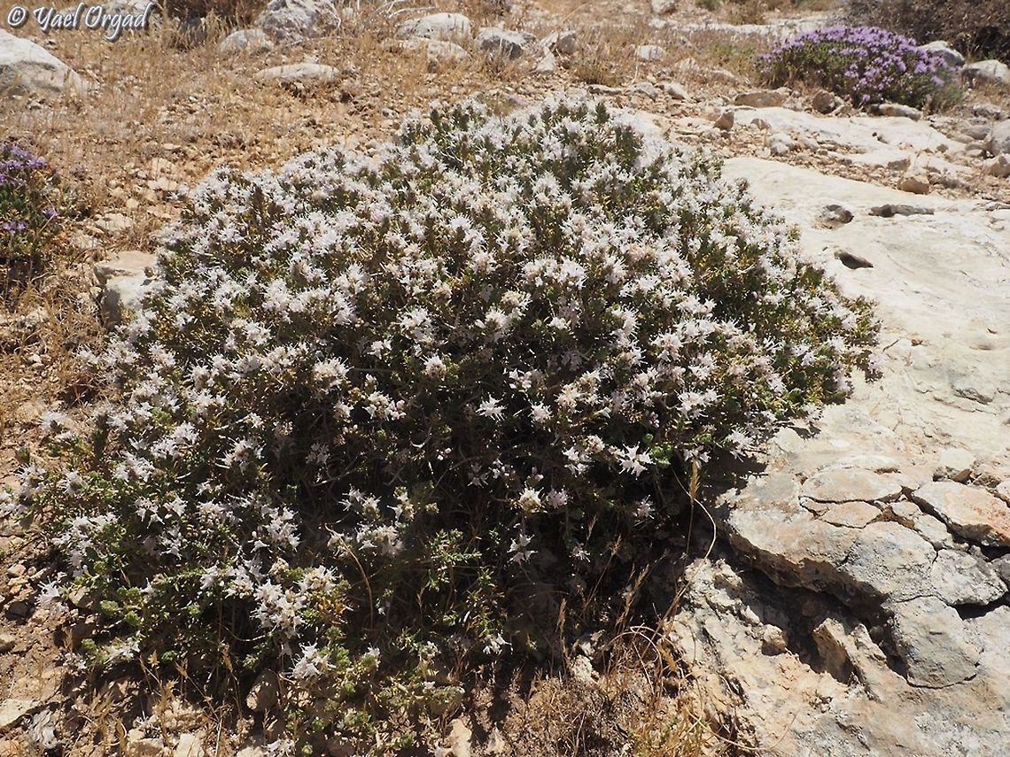 Thymus capitatus - white variant  Thymus  capitatus,Thymus capitatus