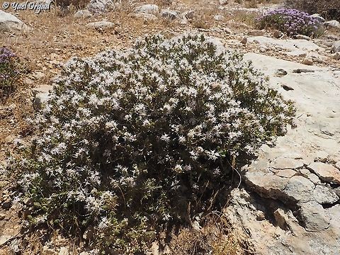 Thymus capitatus - white variant  Thymus  capitatus,Thymus capitatus