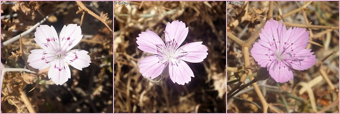 color variants of Dianthus strictus  Dianthus strictus,Geotagged,Spring,Wild Pink