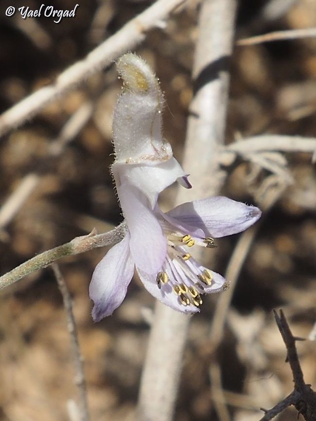 Delphinium sclerocladum  Delphinium sclerocladum,Geotagged,Spring