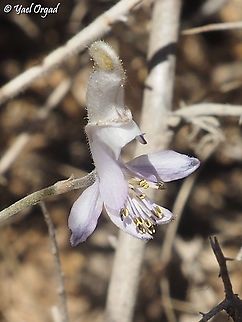 Delphinium sclerocladum  Delphinium sclerocladum,Geotagged,Spring