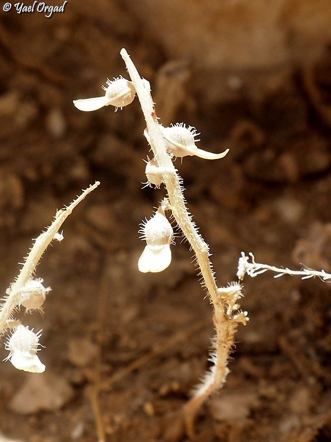Carrichtera annua the odd-spoons shaped fruit Carrichtera annua,Ward's weed