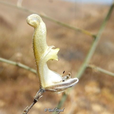 Delphinium sclerocladum  Delphinium sclerocladum,Israel