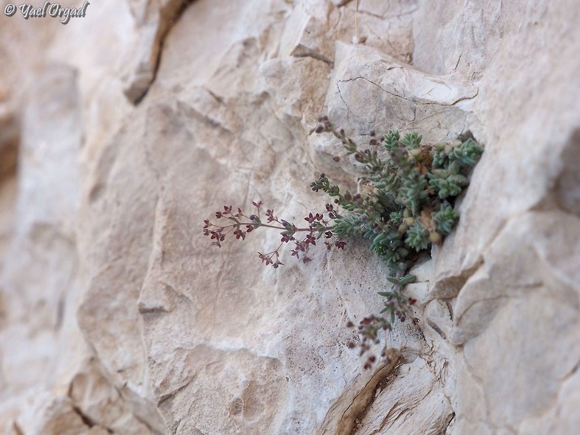 Galium canum blooming in the rock a very small plant - each small flower is about 1-2 mm in diameter! Galium canum