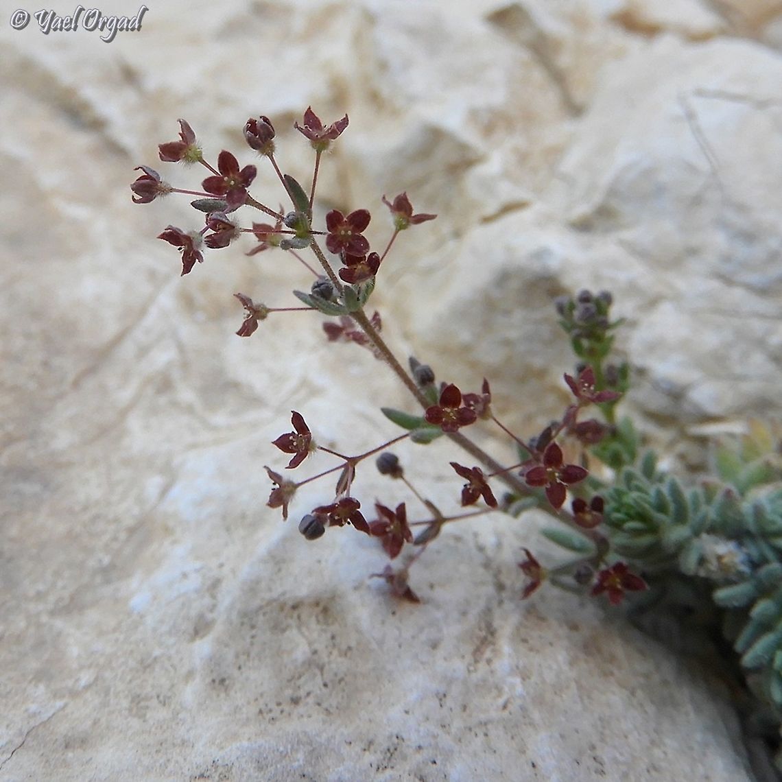 Galium canum  Galium canum,Geotagged,Spring