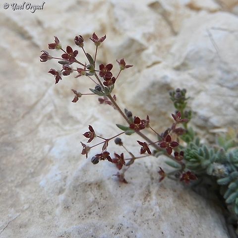 Galium canum  Galium canum,Geotagged,Spring