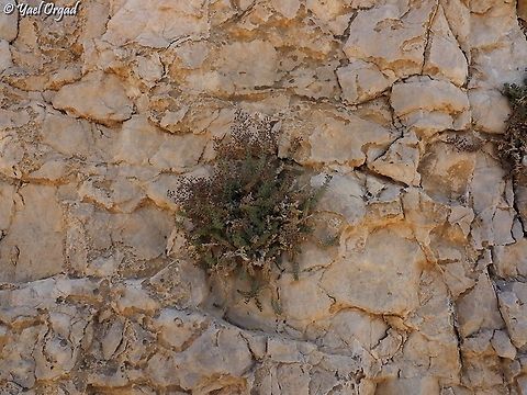 Galium canum I simply love seeing plants that grow directly from the rocks and the cliffs. it always amazes me that such a small organism - the plant in the picture can be covered completely by 2 hands - can find a tiny crack in a cliff, and live there.  Galium canum,Geotagged,Spring