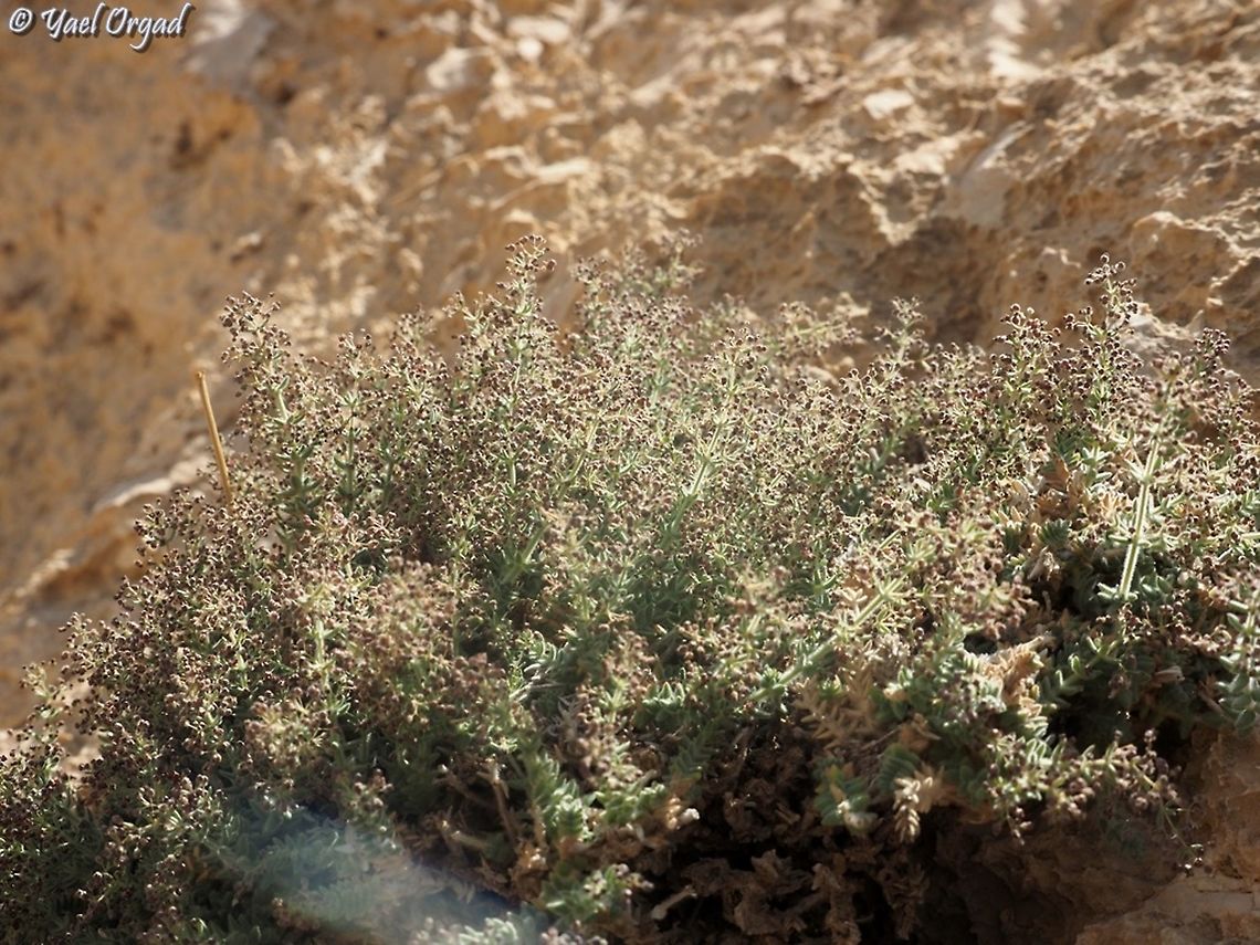 Galium canum - buds before bloom  Galium canum,Geotagged,Spring