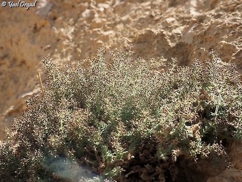 Galium canum - buds before bloom  Galium canum,Geotagged,Spring