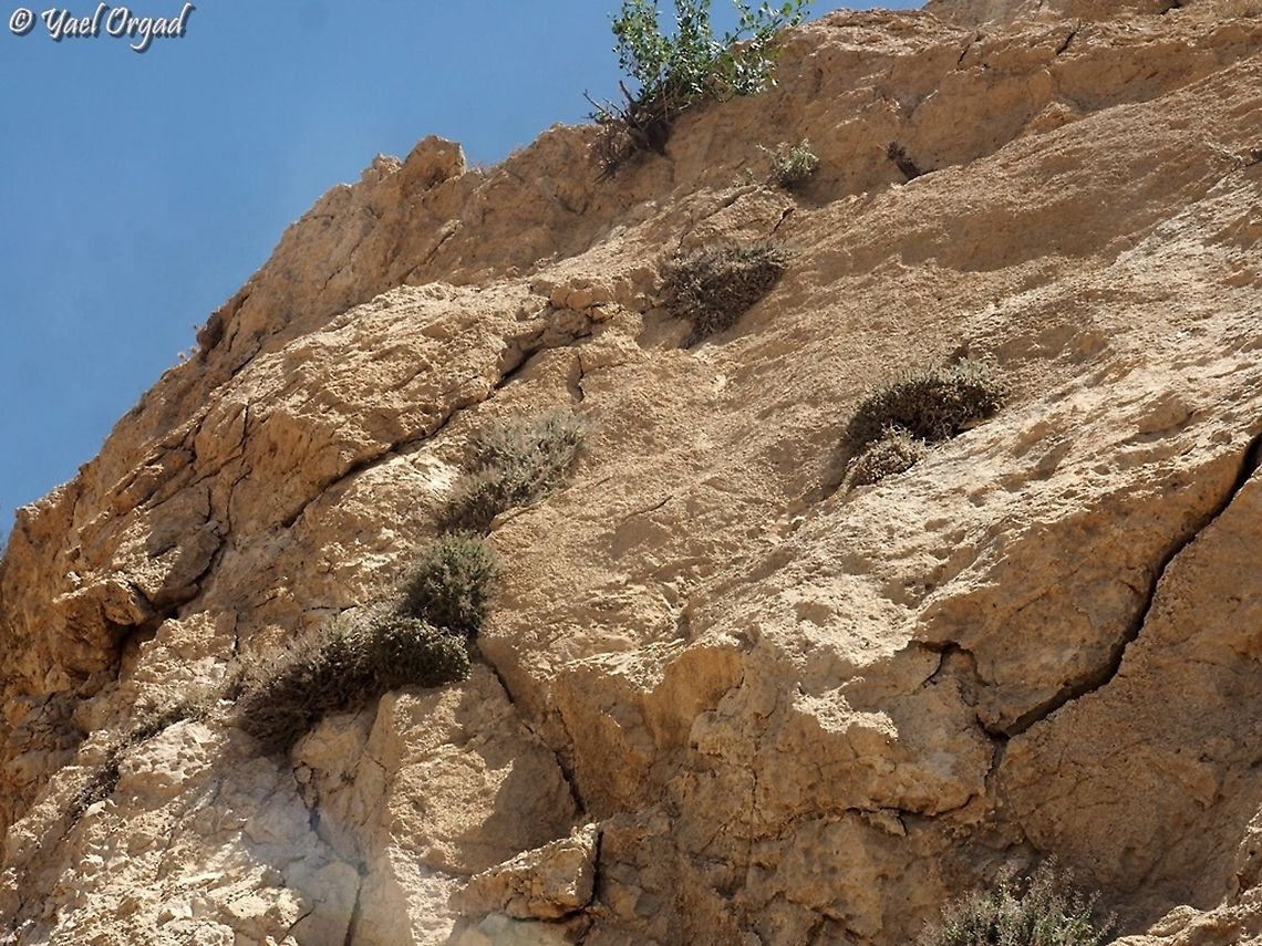 Galium canum growing in the cliffs  Galium canum,Geotagged,Spring