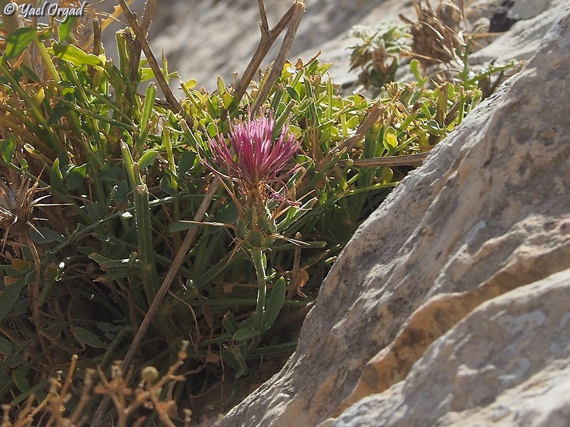 Centaurea eryngioides  Centaurea eryngioides,Israel