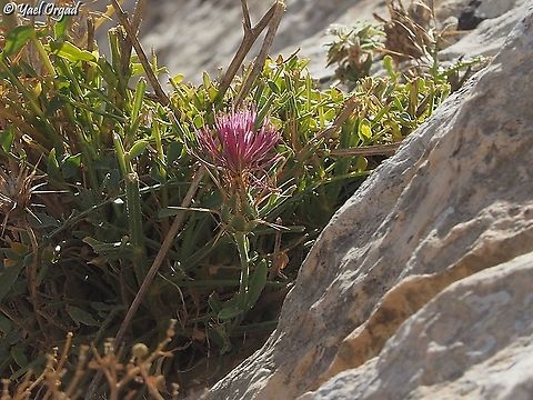 Centaurea eryngioides  Centaurea eryngioides,Israel