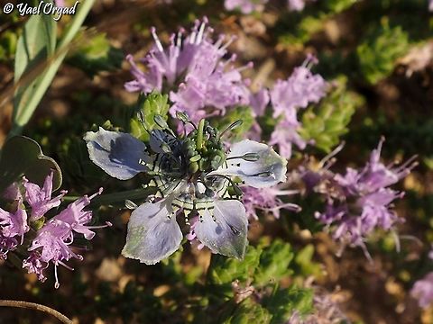 Nigella in the middle of Thymbra capitata  Geotagged,Israel,Nigella arvensis,Summer,Wild Fennel