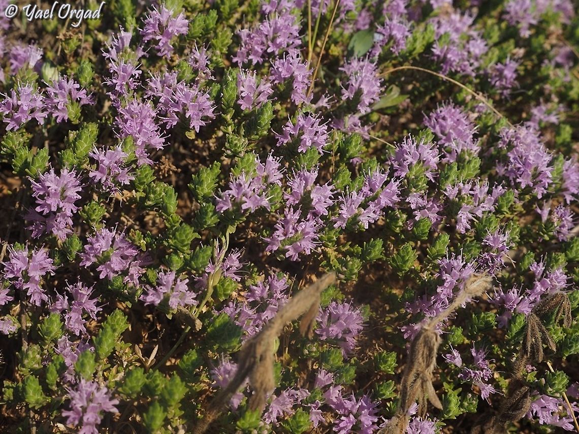 Thymbra capitata  Geotagged,Israel,Summer,Thymus  capitatus,Thymus capitatus