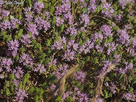 Thymbra capitata  Geotagged,Israel,Summer,Thymus  capitatus,Thymus capitatus