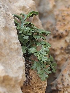 Asplenium ruta-muraria  Asplenium ruta-muraria,Israel,Mount Hermon,Wall rue