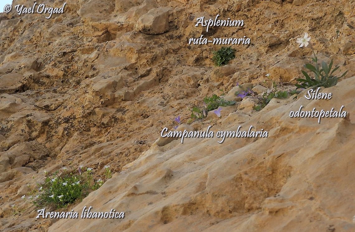 botanical wall at Mount Hermon with 4 rare species that in Israel can only be found at the high Hermon, elevation 2200m! <br />
Arenaria libanotica:<br />
<figure class="photo"><a href="https://www.jungledragon.com/image/119550/arenaria_libanotica.html" title="Arenaria libanotica"><img src="https://s3.amazonaws.com/media.jungledragon.com/images/3519/119550_thumb.JPG?AWSAccessKeyId=05GMT0V3GWVNE7GGM1R2&Expires=1759968010&Signature=PfE0HfKDTmBEhyDVWPrjfN9mpvw%3D" width="200" height="150" alt="Arenaria libanotica  Arenaria  libanotica,Arenaria libanotica,Israel,Mount Hermon" /></a></figure><br />
Campanula cymbalaria:<br />
<figure class="photo"><a href="https://www.jungledragon.com/image/119554/campanula_cymbalaria.html" title="Campanula cymbalaria"><img src="https://s3.amazonaws.com/media.jungledragon.com/images/3519/119554_thumb.JPG?AWSAccessKeyId=05GMT0V3GWVNE7GGM1R2&Expires=1759968010&Signature=p3GL9X4zmfR%2FdALeDOf%2FogC2zgU%3D" width="200" height="150" alt="Campanula cymbalaria  Campanula cymbalaria,Geotagged,Summer" /></a></figure><br />
Silene odontopetala<br />
<figure class="photo"><a href="https://www.jungledragon.com/image/119555/silene_odontopetala.html" title="Silene odontopetala"><img src="https://s3.amazonaws.com/media.jungledragon.com/images/3519/119555_thumb.JPG?AWSAccessKeyId=05GMT0V3GWVNE7GGM1R2&Expires=1759968010&Signature=8gRXi2zx6aR3L9dwcfC64VtFSsY%3D" width="200" height="150" alt="Silene odontopetala  Geotagged,Silene odontopetala,Summer" /></a></figure><br />
Asplenium ruta-muraria<br />
<figure class="photo"><a href="https://www.jungledragon.com/image/119547/asplenium_ruta-muraria.html" title="Asplenium ruta-muraria"><img src="https://s3.amazonaws.com/media.jungledragon.com/images/3519/119547_thumb.JPG?AWSAccessKeyId=05GMT0V3GWVNE7GGM1R2&Expires=1759968010&Signature=v8UOPIkEvvaKMoX%2BdKrT2sIhNkk%3D" width="114" height="152" alt="Asplenium ruta-muraria  Asplenium ruta-muraria,Israel,Mount Hermon,Wall rue" /></a></figure> Arenaria  libanotica,Arenaria libanotica,Asplenium ruta-muraria,Campanula cymbalaria,Israel,Mount Hermon,Silene odontopetala