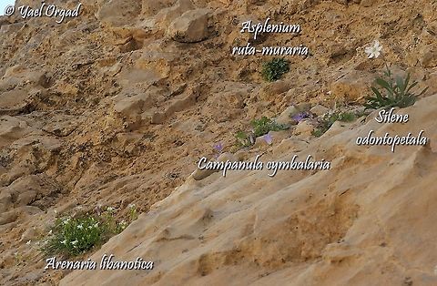 botanical wall at Mount Hermon with 4 rare species that in Israel can only be found at the high Hermon, elevation 2200m! 
Arenaria libanotica:
https://www.jungledragon.com/image/119550/arenaria_libanotica.html
Campanula cymbalaria:
https://www.jungledragon.com/image/119554/campanula_cymbalaria.html
Silene odontopetala
https://www.jungledragon.com/image/119555/silene_odontopetala-p7057328.html
Asplenium ruta-muraria
https://www.jungledragon.com/image/119547/asplenium_ruta-muraria.html Arenaria  libanotica,Arenaria libanotica,Asplenium ruta-muraria,Campanula cymbalaria,Israel,Mount Hermon,Silene odontopetala