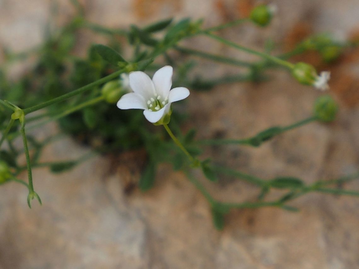 Arenaria libanotica  Arenaria  libanotica,Arenaria libanotica,Israel,Mount Hermon