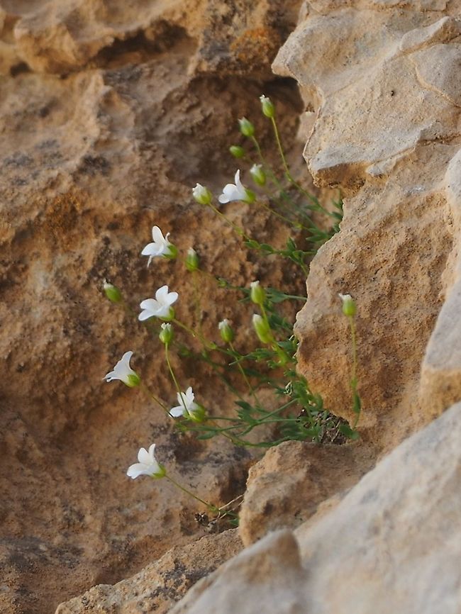 Arenaria libanotica  Arenaria  libanotica,Arenaria libanotica,Geotagged,Summer