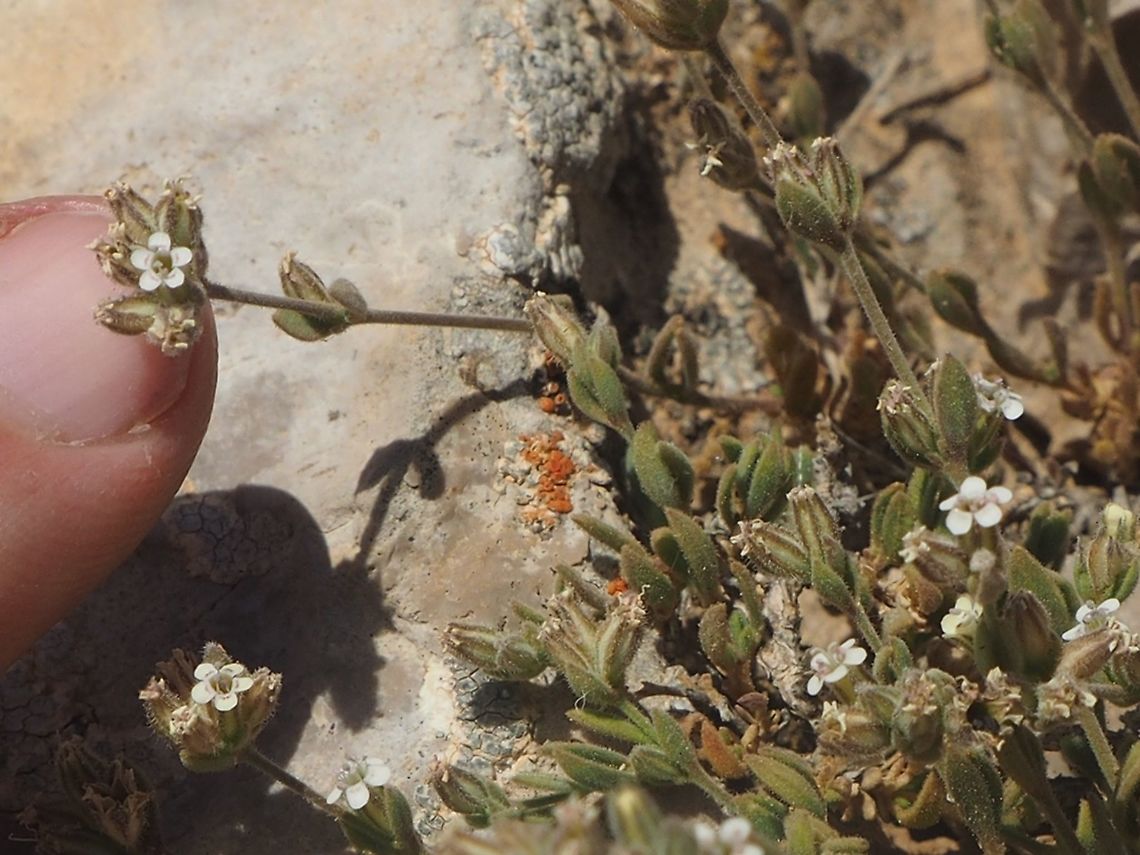 tiny Bolanthus hirsutus with my finger for scale  Bolanthus hirsutus,Geotagged,Summer