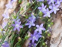 Campanula cymbalaria  Campanula cymbalaria,Geotagged,Summer