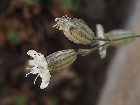 Silene odontopetala  Geotagged,Silene odontopetala,Summer