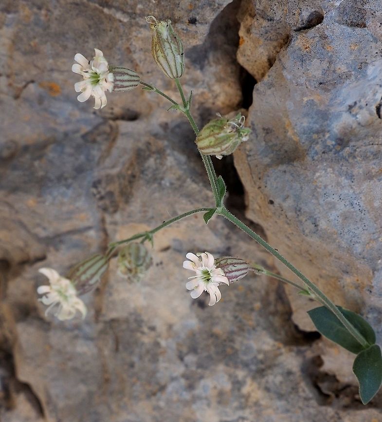 Silene odontopetala  Geotagged,Silene odontopetala,Summer