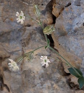 Silene odontopetala  Geotagged,Silene odontopetala,Summer