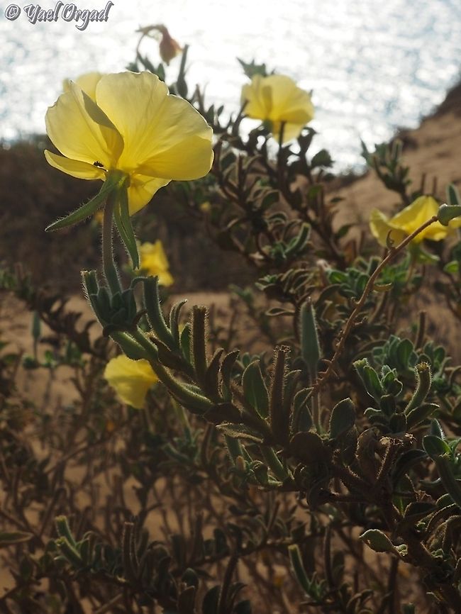 Oenothera drummondii  Beach Evening Primrose,Geotagged,Israel,Oenothera drummondii,Summer