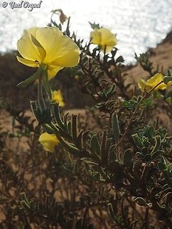 Oenothera drummondii  Beach Evening Primrose,Geotagged,Israel,Oenothera drummondii,Summer